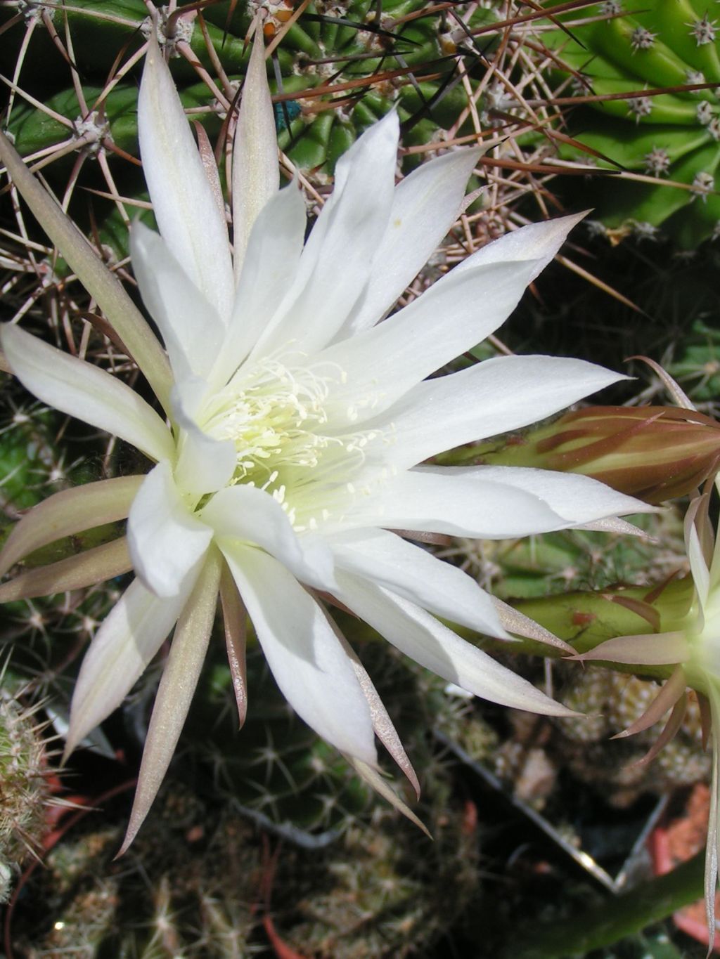 Echinopsis polyancistra